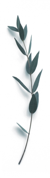 euca_02