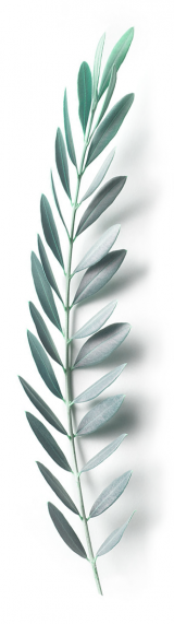 olive_04